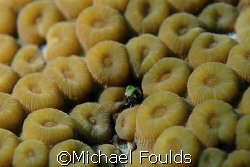Just found it in a coral, not sure on what it is. D200 by Michael Foulds 